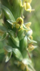 Habenaria parviflora