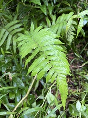 Thelypteridaceae