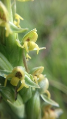 Habenaria parviflora