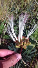 Calliandra brevicaulis