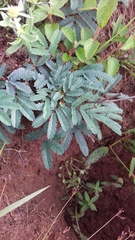 Calliandra brevicaulis