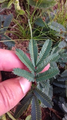 Calliandra brevicaulis