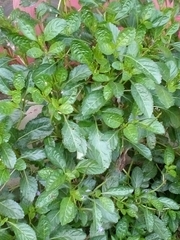 Stachytarpheta