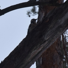 Dendrocopos major