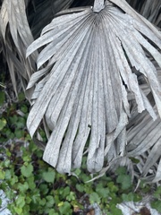 Coccothrinax argentata