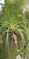Tillandsia