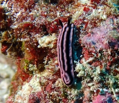 Phyllidiidae