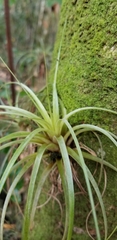Tillandsia