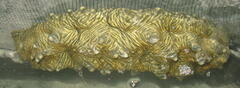 Stichopus vastus
