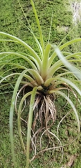 Tillandsia