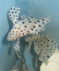 Chromileptes altivelis