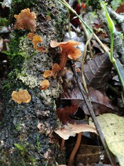 Scytinotus longinquus