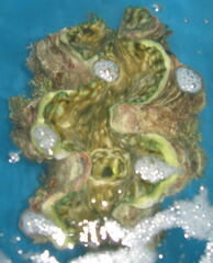 Tridacna squamosa