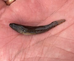 Etheostoma nigripinne