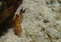 Favorinus tsuruganus