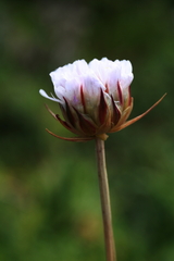 Armeria pseudarmeria