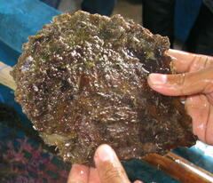 Pinctada margaritifera
