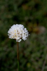 Armeria pseudarmeria