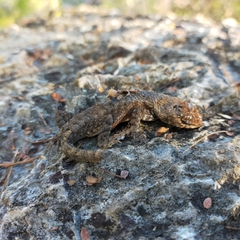 Sceloporus nelsoni