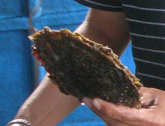 Pinctada margaritifera
