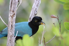 Cyanocorax yucatanicus