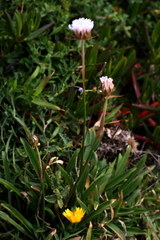 Armeria pseudarmeria