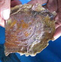 Pinctada margaritifera
