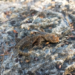 Sceloporus nelsoni