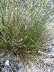 Eleocharis geniculata