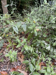 Salvia discolor