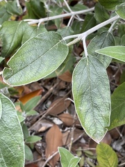 Salvia discolor