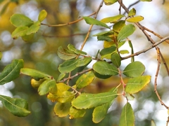 Salix atrocinerea