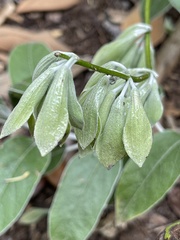 Salvia discolor