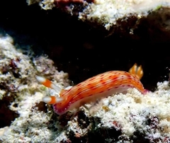 Hypselodoris