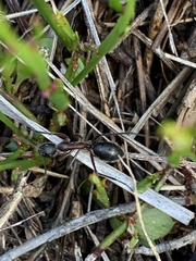 Camponotus intrepidus