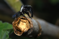Mburuvicha galianoae