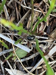 Camponotus intrepidus