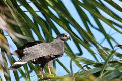 Geranospiza caerulescens