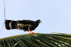 Geranospiza caerulescens
