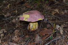 Butyriboletus
