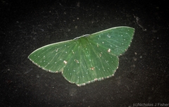 Prasinocyma iosticta