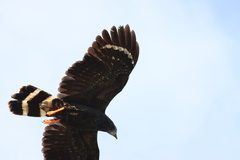 Geranospiza caerulescens