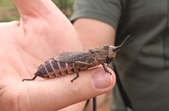 Dictyophorus griseus