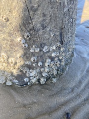 Amphibalanus improvisus