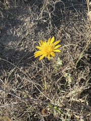 Grindelia camporum