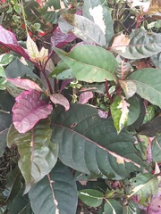 Graptophyllum