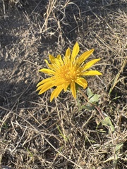 Grindelia camporum