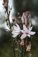 Asphodelus ramosus