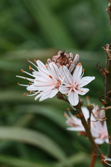 Asphodelus ramosus