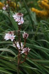 Asphodelus ramosus